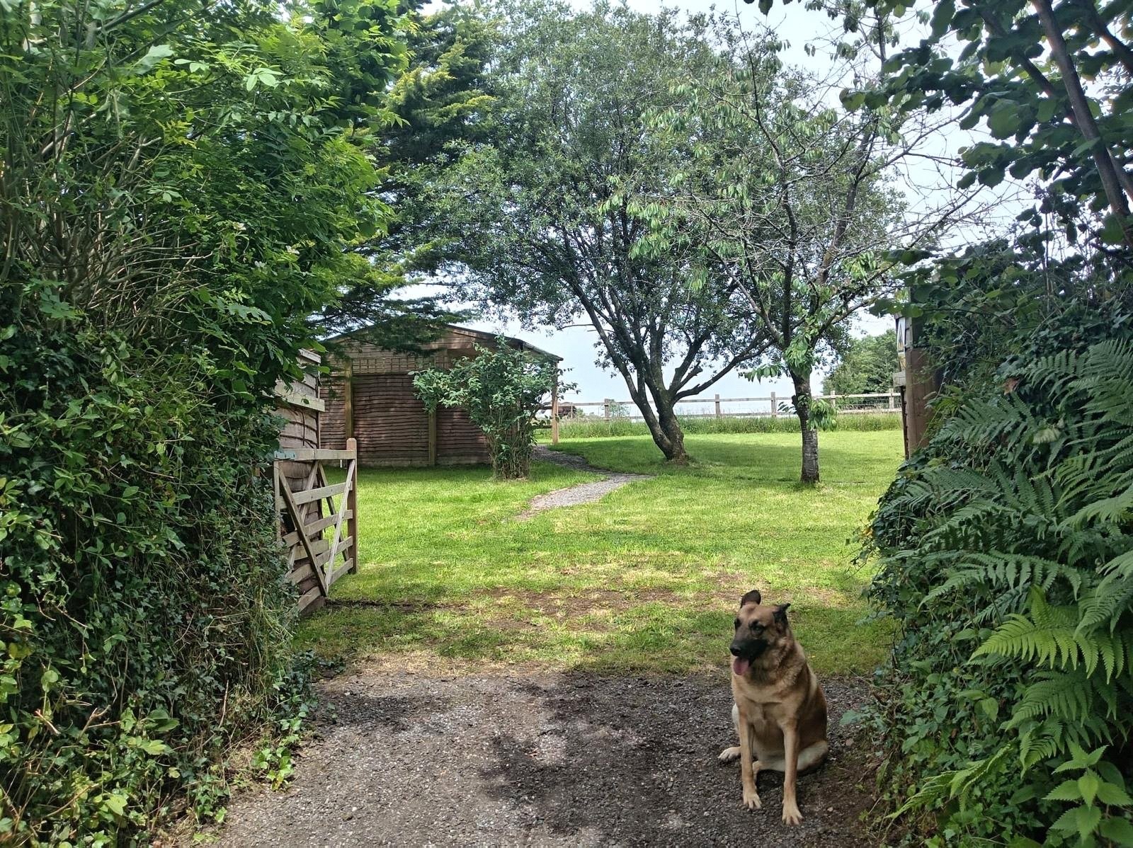 High Bolham, Oakford, Tiverton image 38